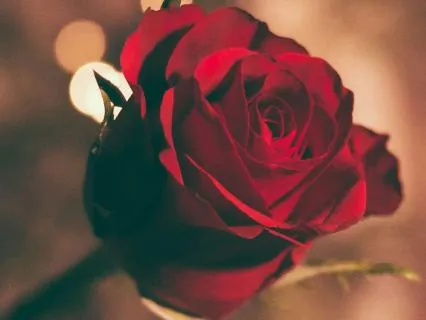 Coverum Terra: Earth's Blossoming Heart (Deep Inner Peace)