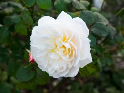 Covid-19: Ancestral Grief