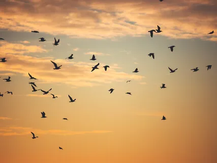 COVID Coping: Making Room For It All