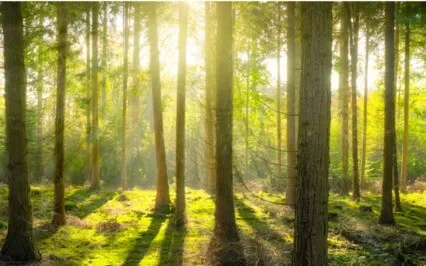 Covid Re-Integration Series #2 Of 5 "Overwhelm"