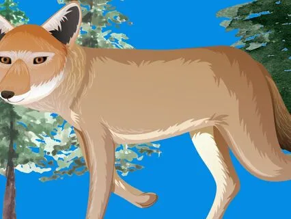 Coyote Confidence Affirmations | Zen Moment For Kids Relax