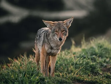 Coyote Spirit Animal