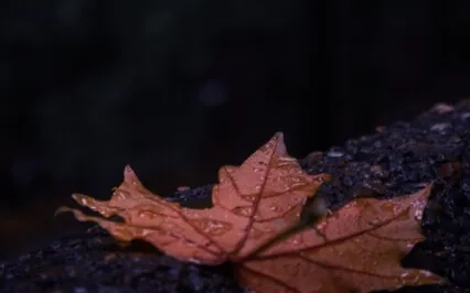 Cozy Cabin At Night With Rain Sounds & Binaural Beats