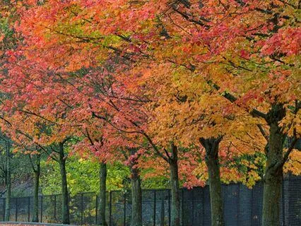 Cozy Rainy Day At The Farm Ambience Falling Leaves| 2H