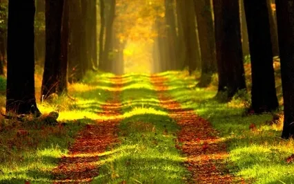 Cozy Relaxing Ambience