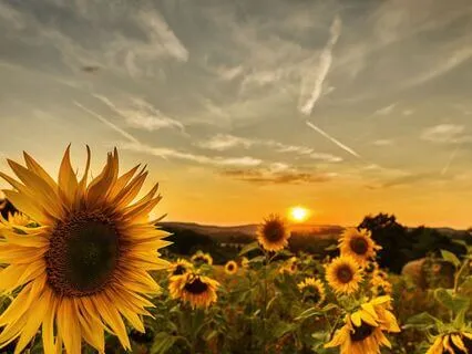 Cozy Sleep In Comfort - With Nature Sounds