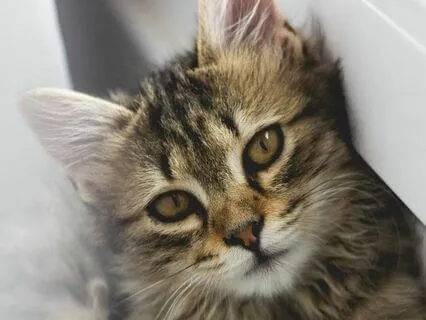 Cozy Sound Of Cat Purring For Good Night Sleep