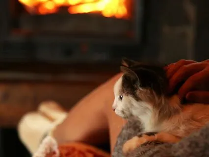 Cozy Winter Ambience Cat Purring By The Fire
