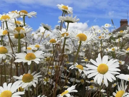 Cramps, Cramps Go Away