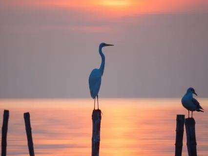 Craving Relief:  Mindful Release For Urges & Habit Change