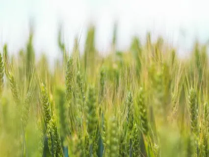 Crazy Is Not My Life