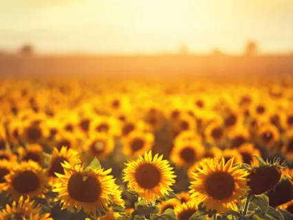 Create A Beautiful Day