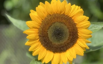 Create A Happy Day - EFT Tapping Meditation