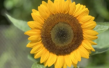 Create A Happy Day (No Music) - EFT Tapping Meditation