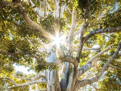 Create A Shield Of Light To Protect You From Mental Overload