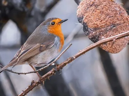 Create Intentional Thoughts: A Daily Grounding Ritual