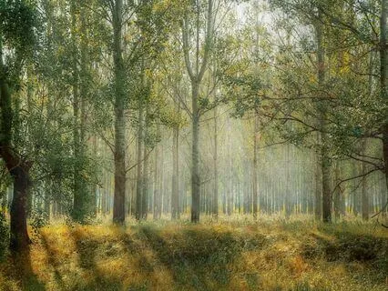 Create Peace And Serenity