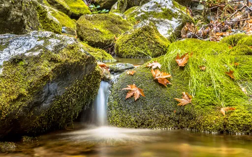 Create Your Day - Forest Of Light