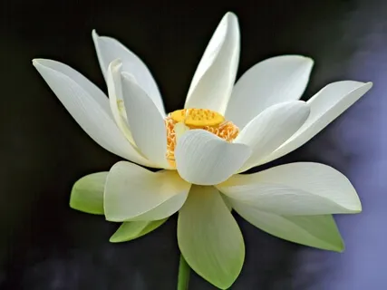 Create Your Day In Wisdom And Well Being