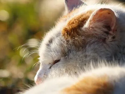 Create Your Day: Morning Manifestation Meditation