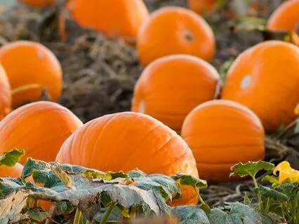 Nature Connection With Pumpkins And Magic