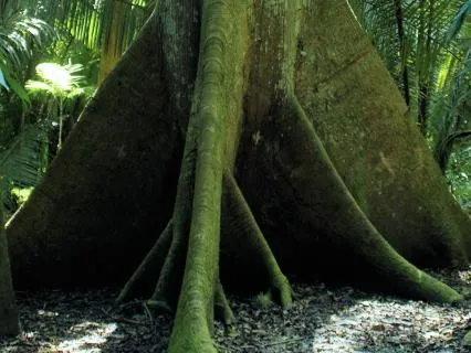 Creating A Genogram With Care & Curiosity