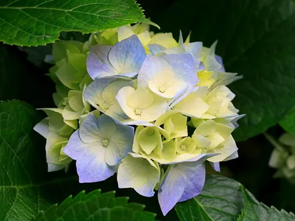 Creating A Mandala For Contemplation