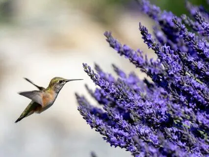 Creating From Joy, Not Need