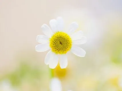 Creating Gratitude & Joy