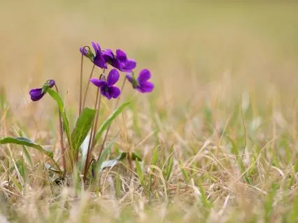 Creating Gratitude Through Heart Coherence
