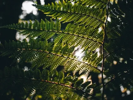 Creating Harmony Within The Body 