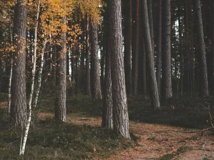 Creating Inner Safety