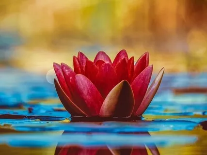 Creating Oneness Through Loving Kindness - Metta