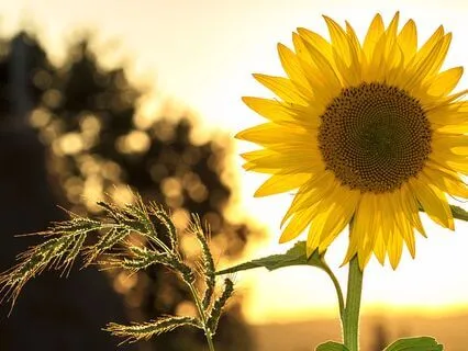 Creating Pockets Of Gratitude