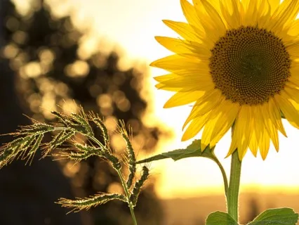 Creating Ripples Of Energy In Our Inner Summer (Ovulation)