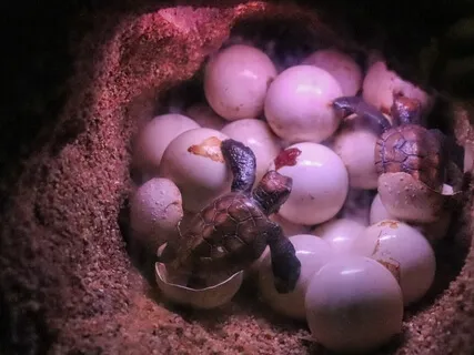 Creating Space In The Body