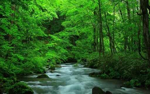 Creating The Dream Life