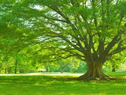 Creating Your Inner Heart Sanctuary