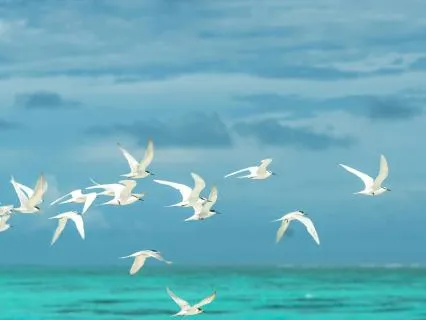Creating Your Own Calm Place - A Guided Visualization