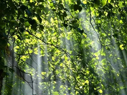 Creation Of Light 432Hz