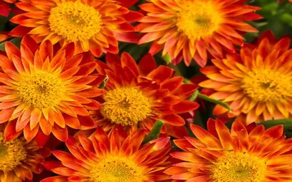 Creative Meditation: Color Theory Orange Insight Timer Live