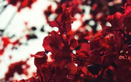 Creative Meditation Color Theory: Red-Insight Timer Live