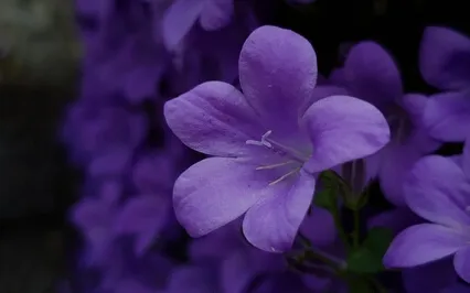 Creative Meditation: Color Theory Violet Insight Timer Live