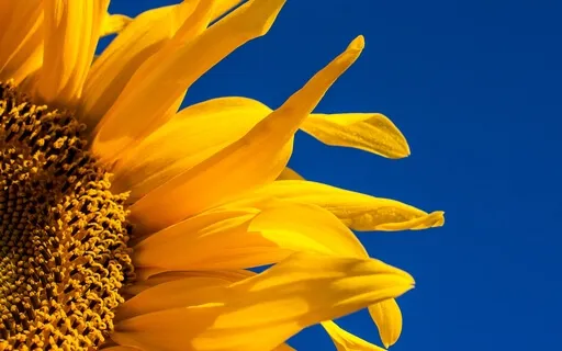 Creative Meditation: Color Theory Yellow Insight Timer Live