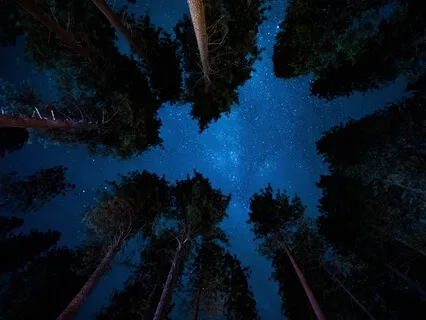 Creative Yoga Nidra: Life Of Tree