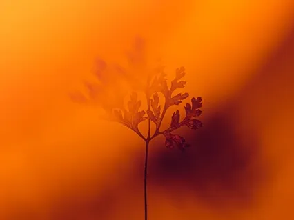 Nourishing Your Creativity