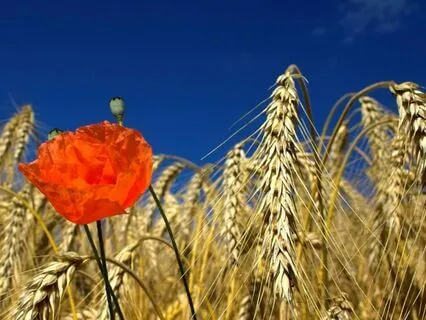 Creativity Meditation Demeter Invocation