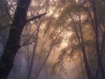 Creek and Wind for Forest Sleep