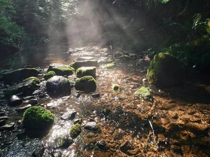 Creekside Awakening: Australian Dawn With Birdsong