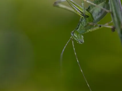 Cricket's Sleepy Universe | Ultimate Serenity & Relaxation